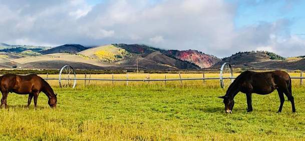20 Things to Do in Wyoming’s Star Valley: From Wildlife to Wildflowers