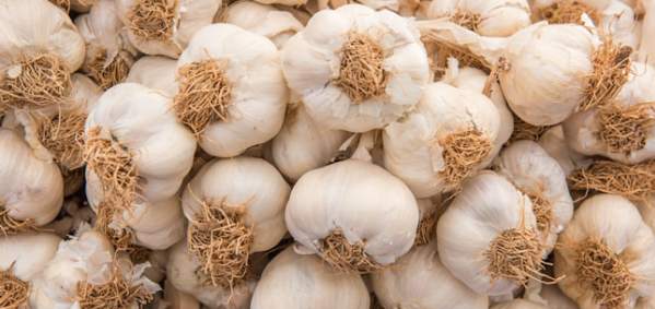 Garlic Shoppe
