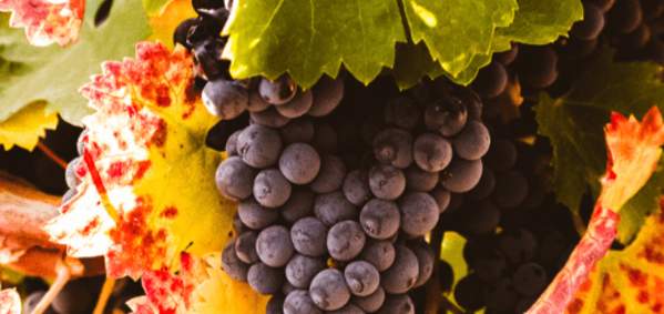 Historical Wineries in Gilroy - Solis Winery &amp; Guglielmo Winery