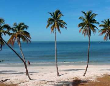 Palm Trees from Winter Sun Seekers Video 2021
