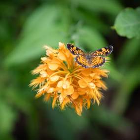 Yellow fringed orchid