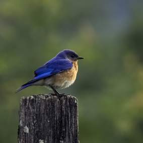 Bluebird perched on a wooden post in the Smoky Mountains with a soft green forest background, a detailed wildlife nature scene with a view of the sky.