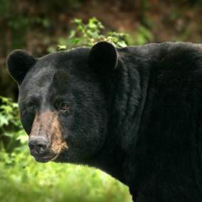 The Bears of Gatlinburg