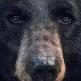 BearWise Black Bear