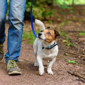 Dog on trail hiking
