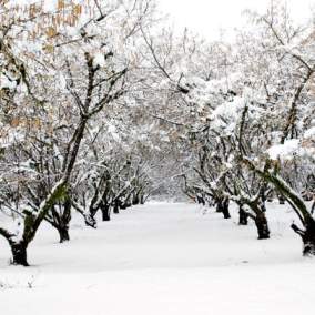 Hazelnut Trees in the Snow