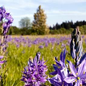 Camas Wildflowers