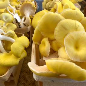 How to Forage for Oregon Mushrooms