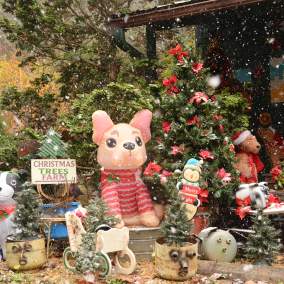 Apple Annie's Sip n Shop