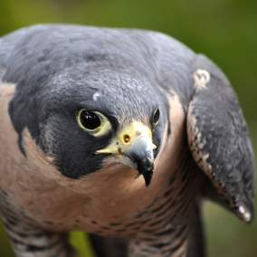 Cascades Raptor Center