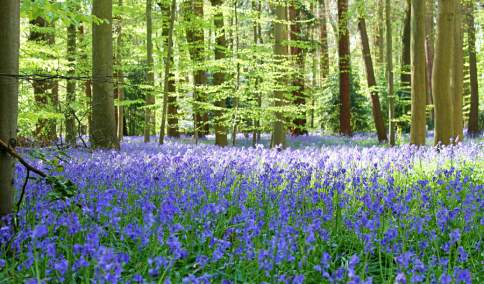 Clvieden Bluebells, credit: Meghan Doran