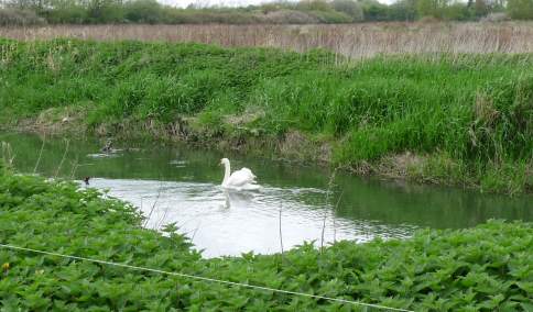 Wildlife Walks
