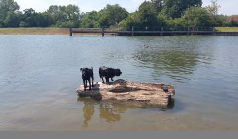 Dogs on a log on the Thames
