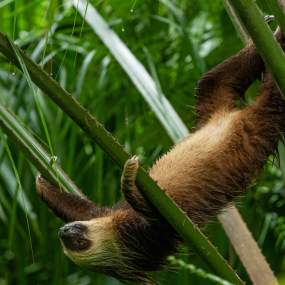 Upside down Sloth hanging from a branch