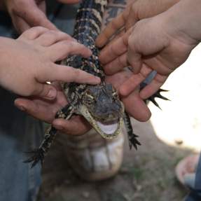 Baby Alligator at Gator Country in Beaumont, TX