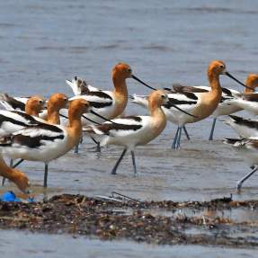 Migratory birds on Texas Gulf Coast