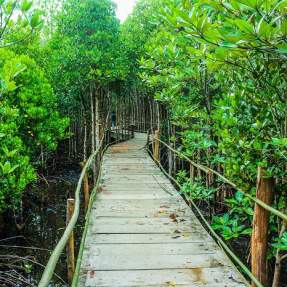 Person strolling through a garden path