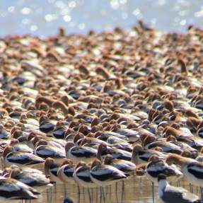 Thousands of American Avocets near Beaumont, TX
