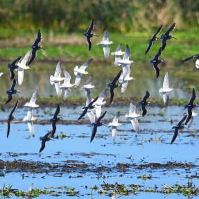 Flock of Birds on Texas Gulf Coast