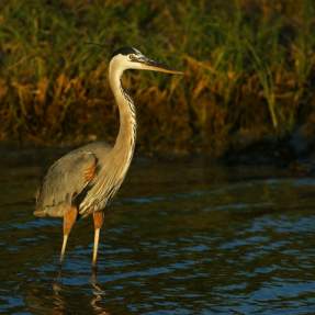 Migratory bird on Texas Gulf Coast