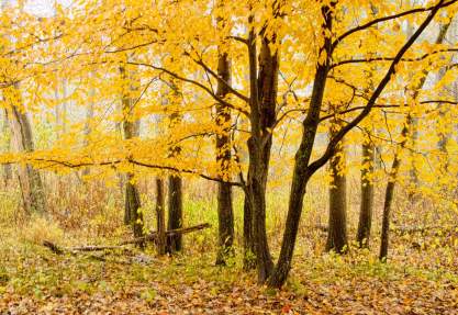 fall, trees, changing leaves