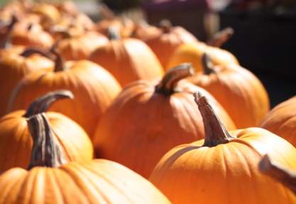 Fall means trips for pumpkins in the Stevens Point Area.