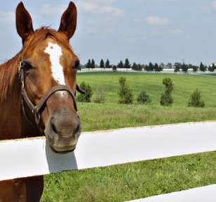 Horse and Fence