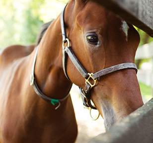 Baby horse looking through fence at Gainsway Farm