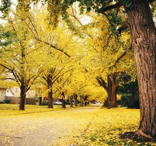Fall Trees