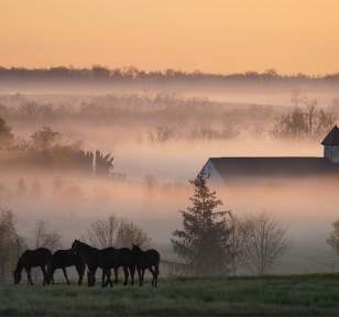 Early Morning Scene in the Bluegrass