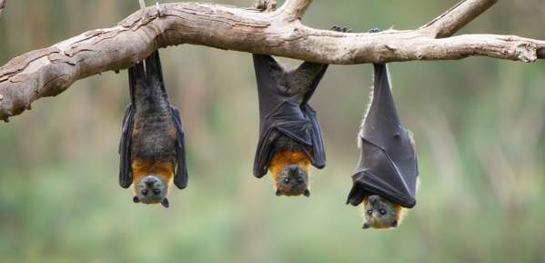 Return of the bats
