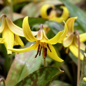 May Day Wildflower Walk