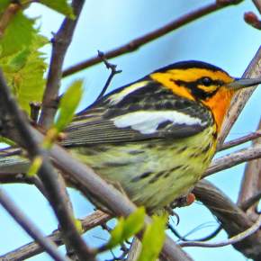 Mackinac Birds & Blossoms