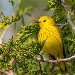 Lilacs and Warblers Birding Adventure
