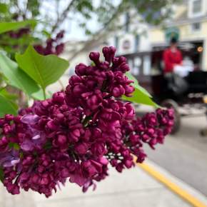 Annual Mackinac Island Lilac Festival