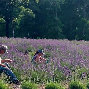 Meet the Makers: Lavender Hill Farm KCK