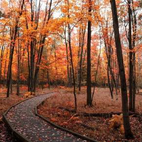 fall leaves, fall, hiking, boardwalk