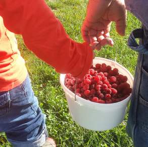 Picking raspberries at Anderson Orchard