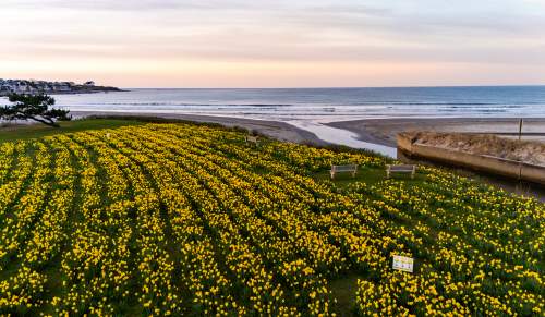 Newport Daffodil Days First Beach Flowers Dunlap Wheeler Park Middletown, Rhode Island
