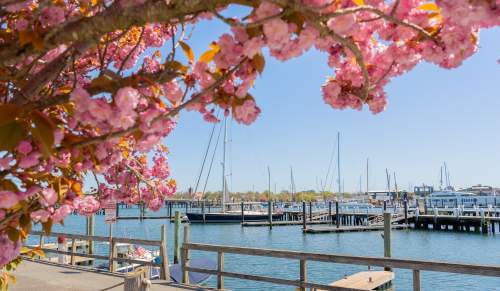 Spring Goat Island