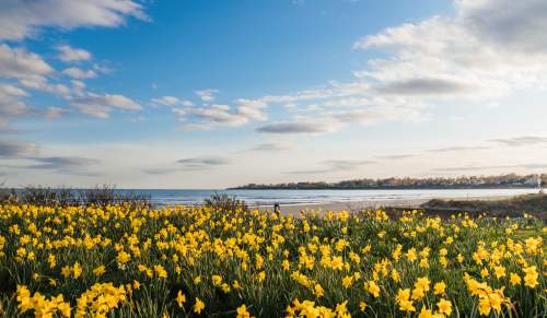 Eastons Beach Daffodil Days