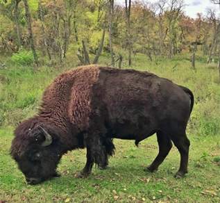 bison