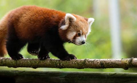 COL - Gallery Image - Colchester Zoo Red Panda