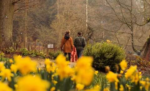 A couple walking past daffodils at Batsford Arboretum