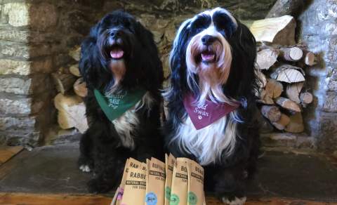 Two dogs sitting by a fireplace