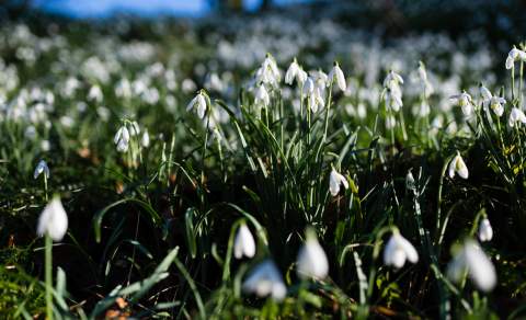 Colesbourne Snowdrops in the Cotswolds