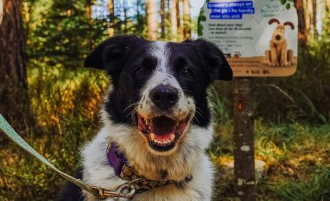 Forest Walkies with Wallace & Gromit at Westonbirt