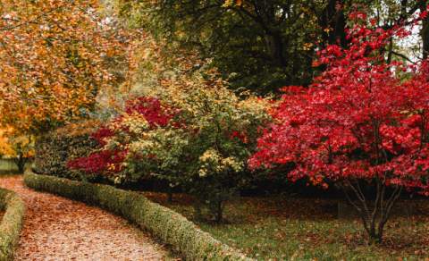 Autumn trees with red, orange and green leaves at Highgrove either side of a gravel path, near Tetbury.