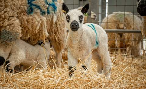 Lambing at Cotswold Farm Park