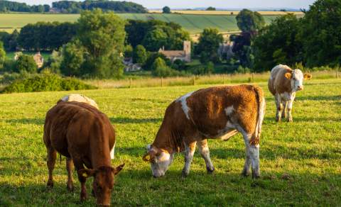 Cows grazing in a field with a village church in the distance